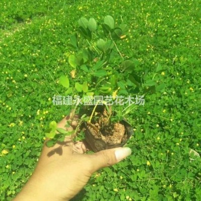 排骨草 腎蕨各種規(guī)格低價供應 可供苗200000株 永盛園藝