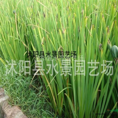 江蘇萬壽菊 地被菊 荷蘭菊 大濱菊 萬壽菊價(jià)格 萬壽菊批發(fā)