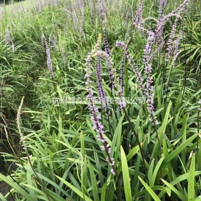 低價基地直銷&金葉苔草