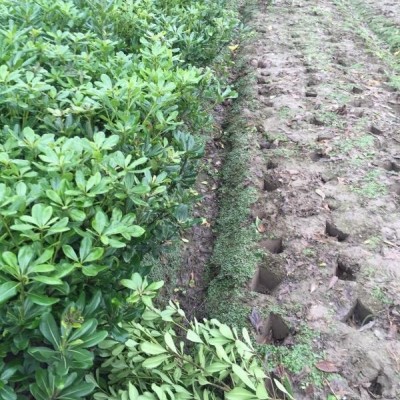 *低價供應(yīng)金葉苔草，浙江杭州蕭山苗圃自產(chǎn)自銷