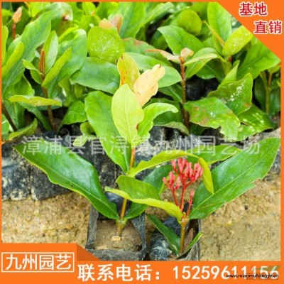 福建蜈蚣草批發(fā)價(jià)格便宜 漳州蜈蚣草低價(jià)處理 漳浦縣蜈蚣草基地