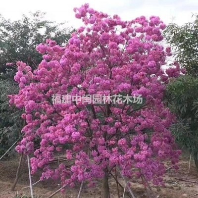 福建水仙花：頭徑5-20公分，盆栽，盆景，自產(chǎn)自銷