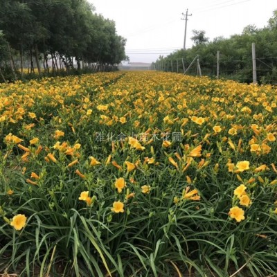 遼寧八寶景天，遼寧三七景天，遼寧德國(guó)景天