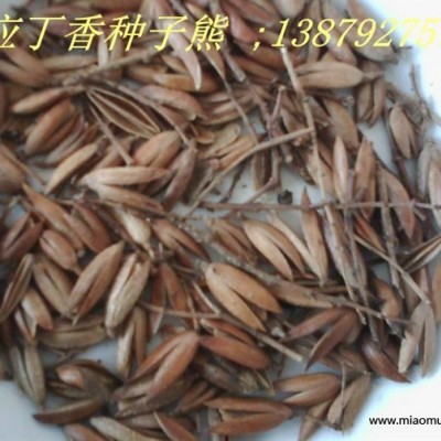 萬(wàn)壽菊 萬(wàn)壽菊種子