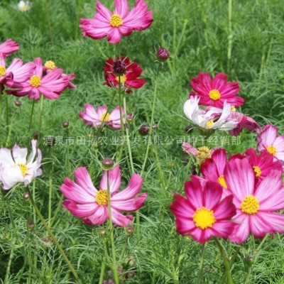 供應(yīng)花卉種子萬壽菊 菊花種子 園藝花卉種子 種子批發(fā)