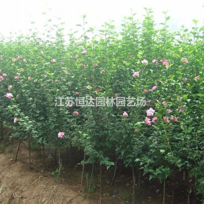 勛章菊 硫華菊工程苗價(jià)格 圖片