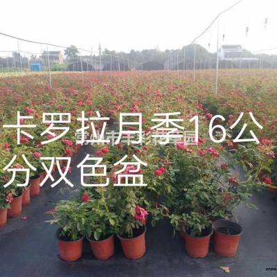 江蘇常州金邊玉簪180杯價格/報價