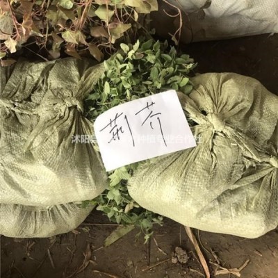 沭陽地被植物玉簪 花葉玉簪 青葉玉簪 玉簪價格