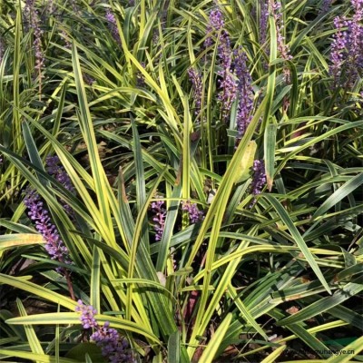 宿根地被紫花鳶尾 常綠鳶尾水生鳶尾 藍(lán)花燕尾黃花鳶尾種子種苗代辦托運(yùn)