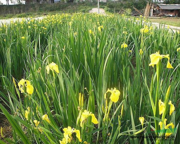 水生鳶尾批發(fā)：專業(yè)水生鳶尾市場價格情況