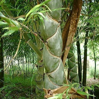 石蒜、亞菊、魚腥草