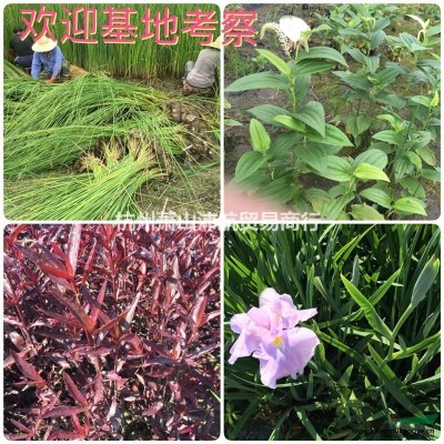 基地現(xiàn)貨供應(yīng)水生鳶尾水生植物