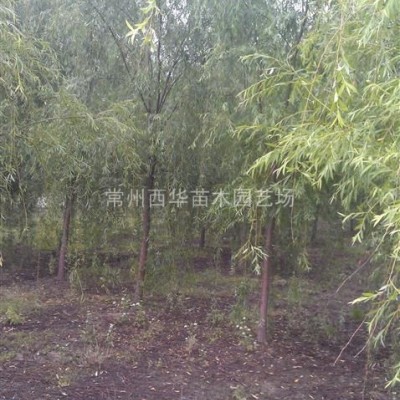 江蘇【觀賞地被草】產(chǎn)地直銷(xiāo)供應(yīng)，細(xì)莖針茅，粉黛亂子草，細(xì)葉芒