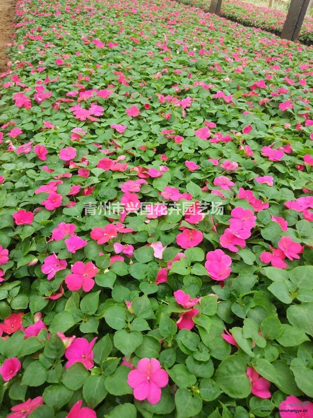 草花 宿根花卉 花海用花 批發(fā)薰衣草 打造香草園