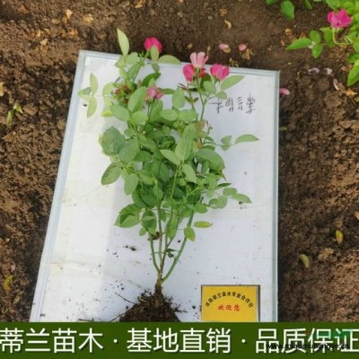 江蘇地被植物鳶尾照片 鳶尾地被植物價(jià)格 自家基地的地被鳶尾