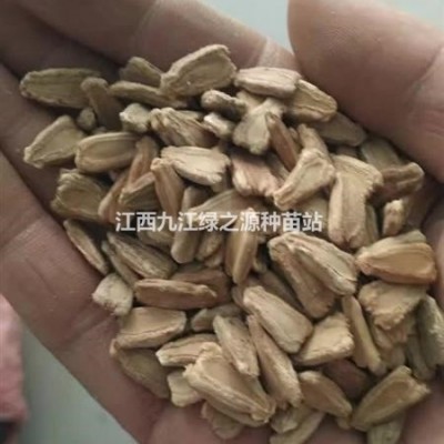 江西供應：正宗薰衣草種子