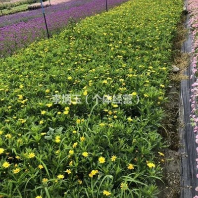 羽衣甘藍(lán)種植基地.買羽衣甘藍(lán)就到成都怡璟園林