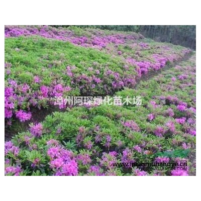 供應(yīng)花葉良姜 七彩竹芋 山管蘭 沿階草 蜘蛛蘭 鳶尾