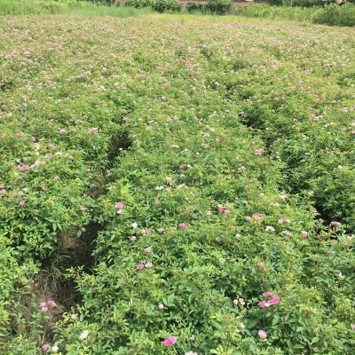 花葉玉簪批發(fā)價、浙江價格 蕭山