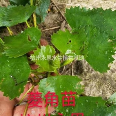 水生植物，沉水植物，觀賞草，浙江杭州蕭山水生鳶尾