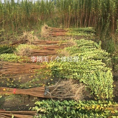 基地種植上百畝郁金香.低價(jià)批發(fā).16杯郁金香