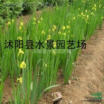 大量供應(yīng)鳳尾竹，觀音竹 慈孝竹 菲白竹 大量批發(fā)