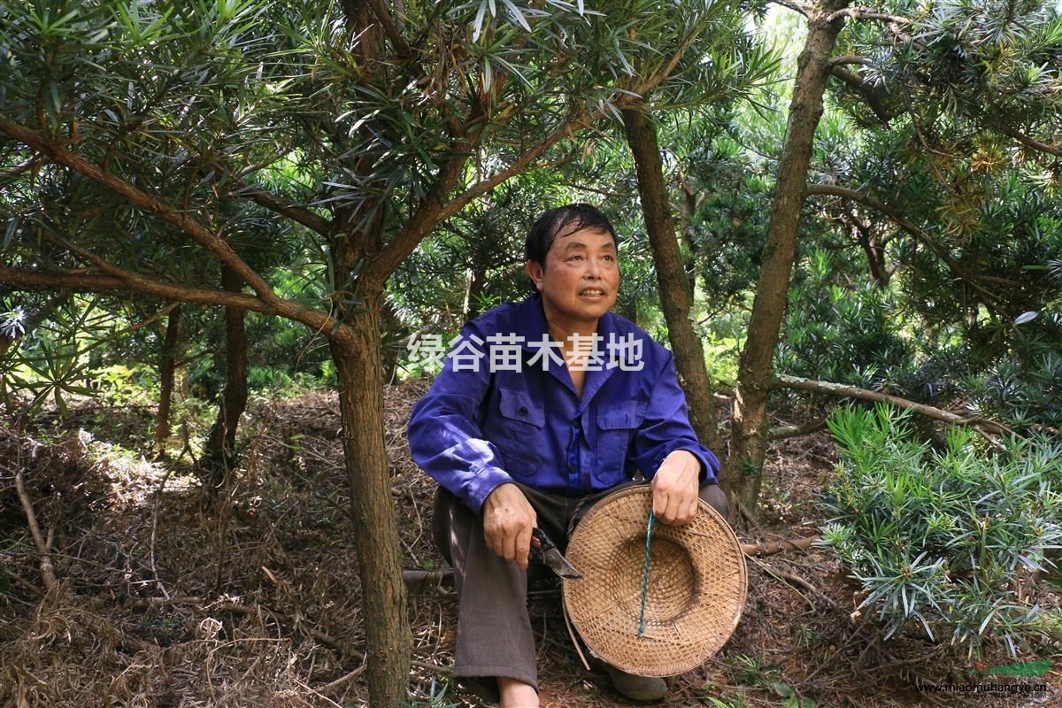 供應大量龍泉貨源 丹桂 四季桂 如圖開花丹桂