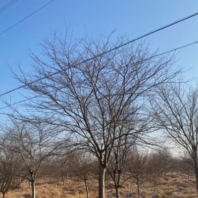 浙江苗圃直銷供應各種規(guī)格桂花、金桂、四季桂、丹桂