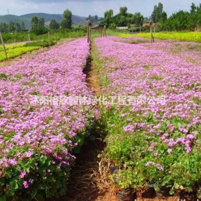 大小規(guī)格沭陽(yáng)死去大量低價(jià)出售紫露草基地