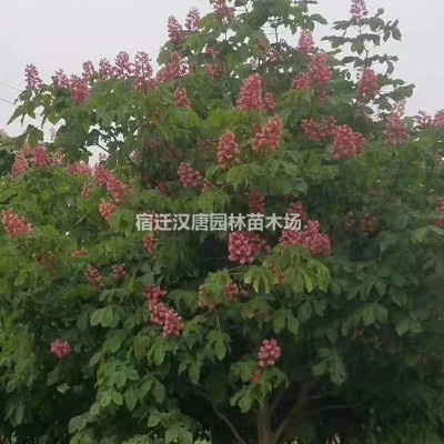 慈孝竹 翠竹 大明竹 菲白竹 方竹 鳳尾竹 剛竹 金鑲玉竹