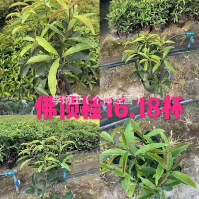 ?草花虞美人種植基地.出售13杯虞美人.30公分高虞美人價(jià)格