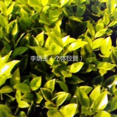 基地種植一葉蘭.一葉蘭大量出售.一葉蘭價(jià)格及圖片