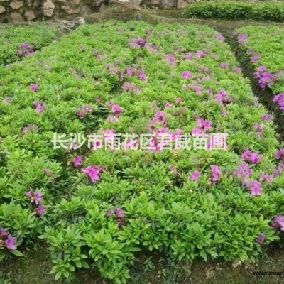 湖南桂花樹 八月桂  金桂  四季桂出售