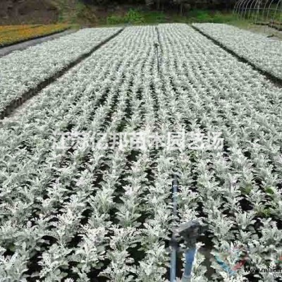 供應 銀葉菊 又叫雪葉菊 大量批發(fā)銀葉菊