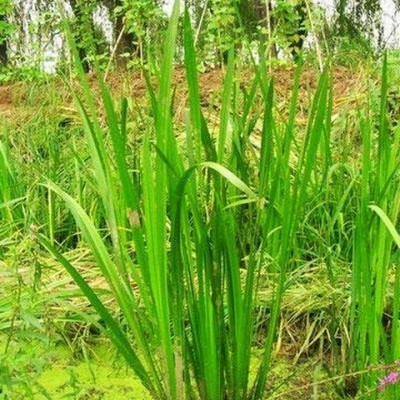 紫苑盆栽花苗 陽臺園林地被花卉紫苑花 花海景觀花卉時令草花