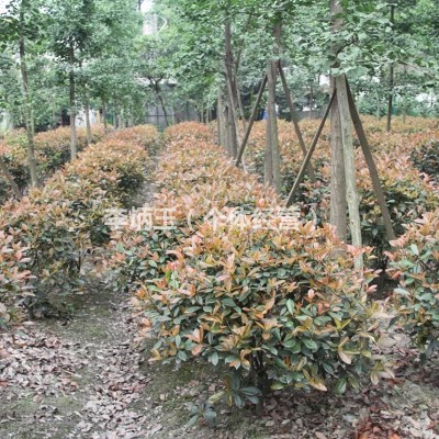 紫嬌花大量出售.哪里有紫嬌花出售.到四川成都怡璟園林