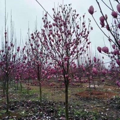 緊急處理叢生四季桂，茶花，金桂