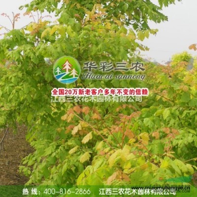 終年開花的桂花品種-天香臺閣 出售桂花小苗 供應四季桂花