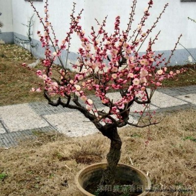 郁金香玉蘭 玉蘭樹(shù)苗 郁金香玉蘭小苗 開(kāi)花觀賞植物 庭院園林風(fēng)景樹(shù) 各種規(guī)格小苗