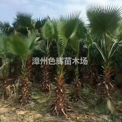 蜘蛛蘭價格 蜘蛛蘭批發(fā) 福建色輝園藝地被苗基地種植銷售