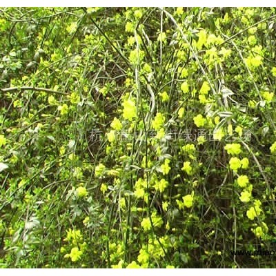 浙江蕭山紫花地丁苗圃直銷