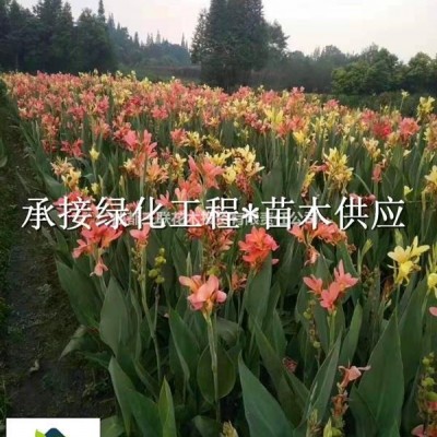 供應(yīng)虞美人  成都大型虞美人種植基地 、基地直銷各種國慶節(jié)用