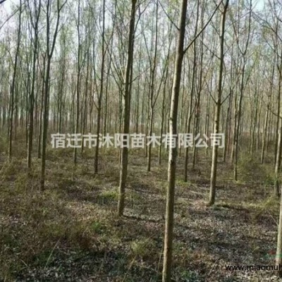 四季桂花圖片-四季桂花價格-綠化苗木苗圃基地直銷