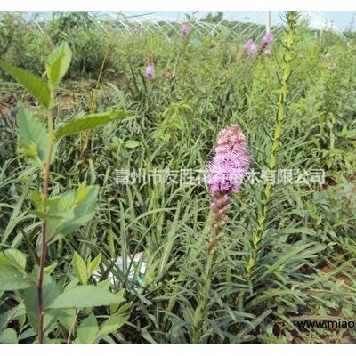 紫花地丁山東青州貨源基地