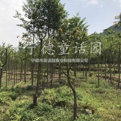 四季桂，四季桂基地，各種規(guī)格四季桂