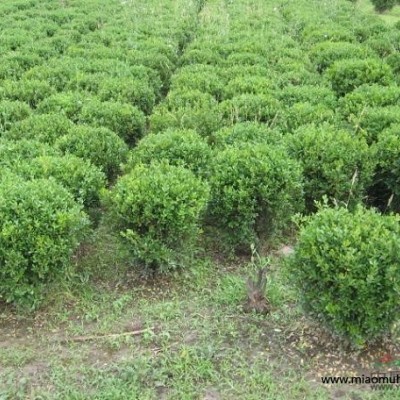 江蘇省沭陽縣供應(yīng);青竹,早園竹,剛竹,金鑲玉竹,淡竹,毛竹,