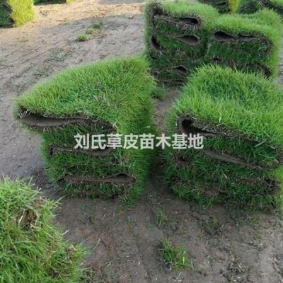 青皮竹（剛竹）