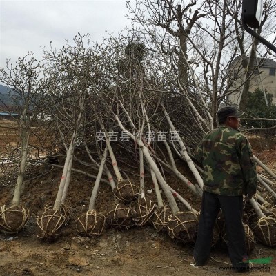 安吉縣竹盛苗圃供應(yīng)黃稈烏哺雞竹等近百種觀(guān)賞竹 稈色金黃