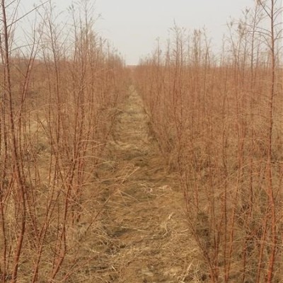 江蘇毛竹基地、沭陽毛竹原產(chǎn)地、毛竹價格、優(yōu)質(zhì)毛竹