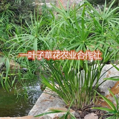 供應(yīng)旱傘草水竹挺水植物水生植物批發(fā)零售